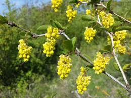 Image result for Berberis