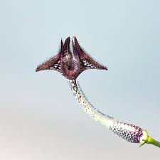 Image result for Ceropegia cimiciodora