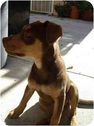 We did not find results for: South Gate Ca Doberman Pinscher Meet Cinnamon A Pet For Adoption