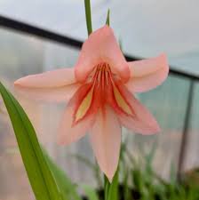 Image result for Multidentia concrescens