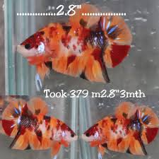 Pin On Fish Care