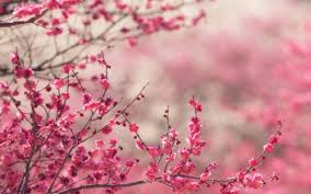 Maybe you would like to learn more about one of these? Hd Wallpapers For Macbook Air Flower Pink Blossom Branch Spring Plant Cherry Blossom Tree Twig Botany 1083060 Wallpaperkiss