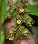 Image result for Polystachya zambesiaca