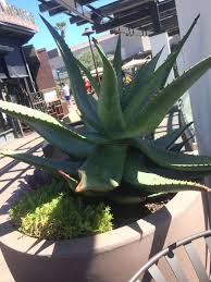 This Giant Aloe Vera Like Plant