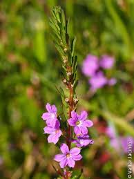 Image result for Lythraceae