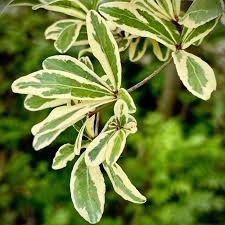Image result for Terminalia mantaly