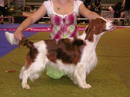 Image result for velššpringršpaněl