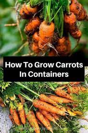 Growing Carrots Each Year And Looking Forward To Their Crunch And Color May Growing Carrots Container Gardening Vegetables Pots Container Gardening Vegetables