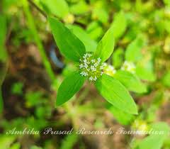 Image result for Spermacoce senensis