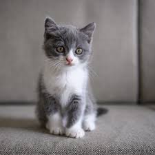 How to clean cat urine out of couch cushions. Removing Cat Urine Odor From A Couch Thriftyfun