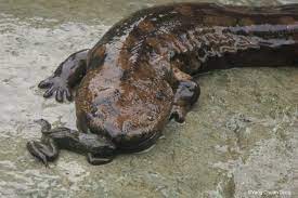 Maybe you would like to learn more about one of these? Chinese Giant Salamander Andrias Davidianus