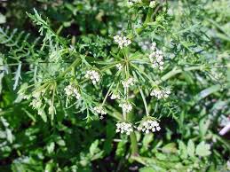 Image result for Berula