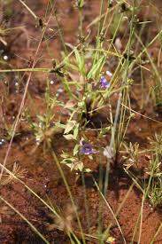 Image result for Bacopa floribunda