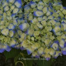 Image result for Hydrangea macrophylla bela obrázek