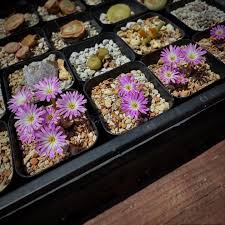 Image result for Eriospermum roseum