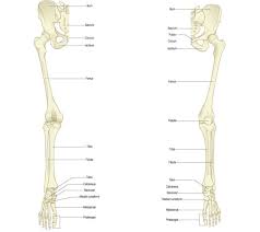 Its lower end helps create the knee joint. Overview Of Bones Of The Lower Limb Posterior And Anterior View Download Scientific Diagram
