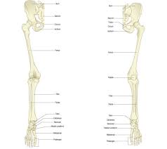 The forearm contains two major bones. Overview Of Bones Of The Lower Limb Posterior And Anterior View Download Scientific Diagram