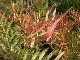 Image result for Loxostylis alata