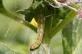 Image result for Pyrausta aurata