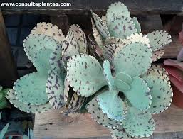 Image result for Kalanchoe marmorata