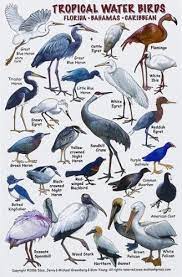 amazon com new submersible bird id card pocket guide for scuba divers snorkelers fishermen birdwatcher s field pet birds backyard birds tropical birds