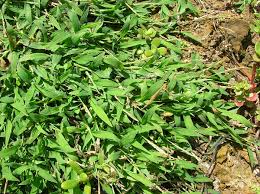 Image result for Digitaria compressa