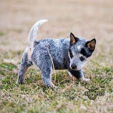 Australian Cattle Dog Blue Heeler Puppy Dogs Austrailian Cattle Dog Blue Heeler Dogs Heeler Puppies