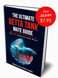 The Ultimate Betta Tank Mate Guide Betta Care Fish Guide