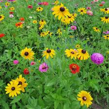 Image result for Renealmia susanneae-katziae