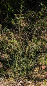 Image result for Aeschynomene mimosifolia