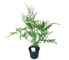 Image result for Pteris dentata