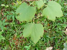 Image result for Gyrocarpus