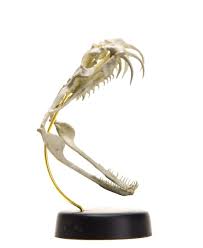 We did not find results for: Gaboon Viper Skull Replica