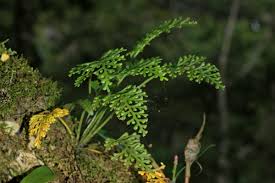 Image result for Asplenium theciferum