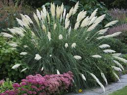 Eye Catching Using Focal Plants Xeriscape Front Yard Grasses Landscaping Yard Landscaping
