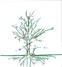 Right after planting a new tree, cut it off to a short stick 24 to 30 inches high and cut any side. How To Prune Fruit Trees Pruning Made Easy Dengarden