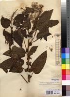 Image result for Crassocephalum ducis-aprutii