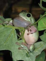 • delete any one of the letters from the misspelled word. White S Tree Frog Care Sheet Cute Home Pets