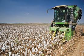 A very poor picker would pick maybe 125 pounds, with a good one getting perhaps 300 pounds. Cotton Harvester Machine Britannica