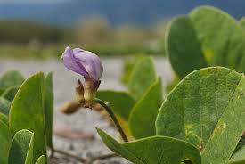 Image result for Canavalia rosea