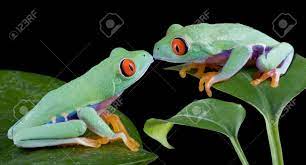 Maybe you would like to learn more about one of these? Two Baby Red Eyed Tree Frogs Are Kissing Stock Photo Picture And Royalty Free Image Image 3860806