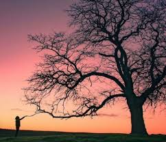 Tree Mt Gambier Sits Half Way Between Adelaide South Australia And Melbourne Victoria And Can Be Part Australia Mount Gambier Adelaide South Australia