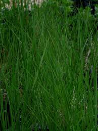 Image result for Eragrostis pallens