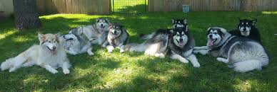 Is the malamute right for you? Giant Alaskan Malamute Puppies Price
