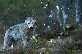 You have all heard the term animal totems or spirit animals and wondered if you have one or how to find out your true spirit animal. 5 Ways To Tell A Wolf Is Your Spirit Animal Or Spirit Guide
