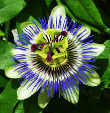 Blue Crown Passion Flower Passiflora Caerulea Edible Fruit Passiflora Caerulea Ornamental Plants Passiflora