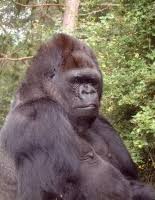 Fido 驗證 人臉驗證 手機提款 kochat. Koko Gorilla Wikipedia