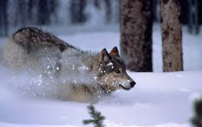 Yellowstone is such an exciting park. Wolf Running In The Snow In Yellowstone National Park Wyoming Image Free Stock Photo Public Domain Photo Cc0 Images