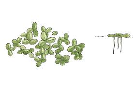 Image result for Lemna minor