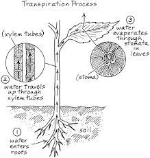 Transpiration Process Science Notes Biology Plants Plant Science